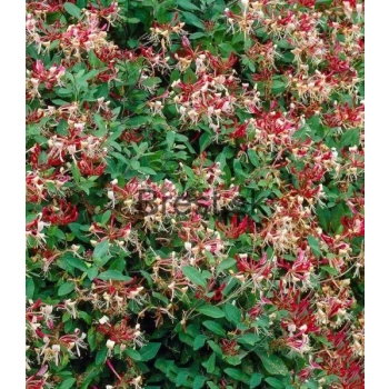 WICIOKRZEW JAPOŃSKI Red World - sadzonki 20 / 30 cm